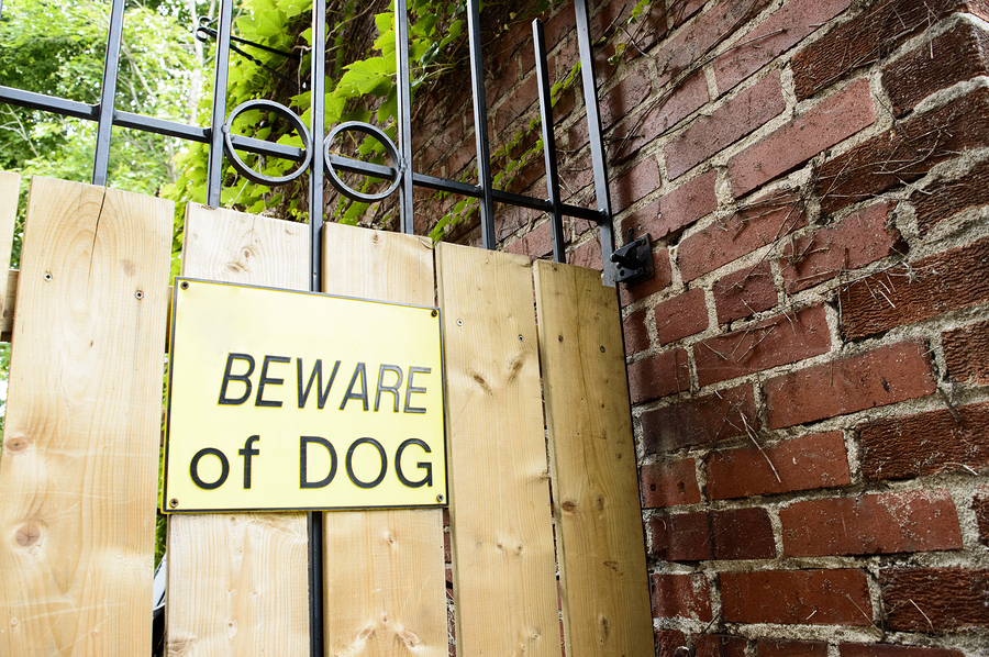 Can a Dog Protect Your Home?